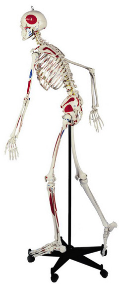 Rdiger Skelett A200.3 mit Bemalung