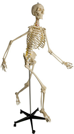 Rdiger Skelett A203
