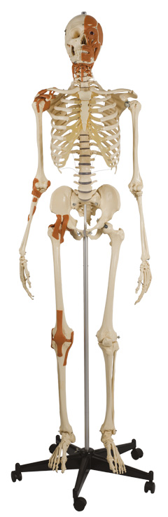 Skelett Rdiger 271