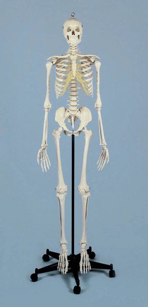Rüdiger Skelett A200