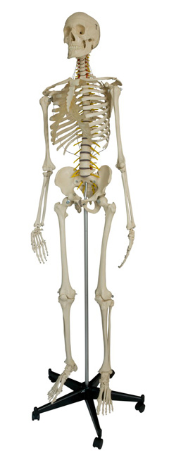 Rüdiger Skelett A200.2