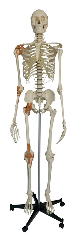 Rüdiger Skelett A204